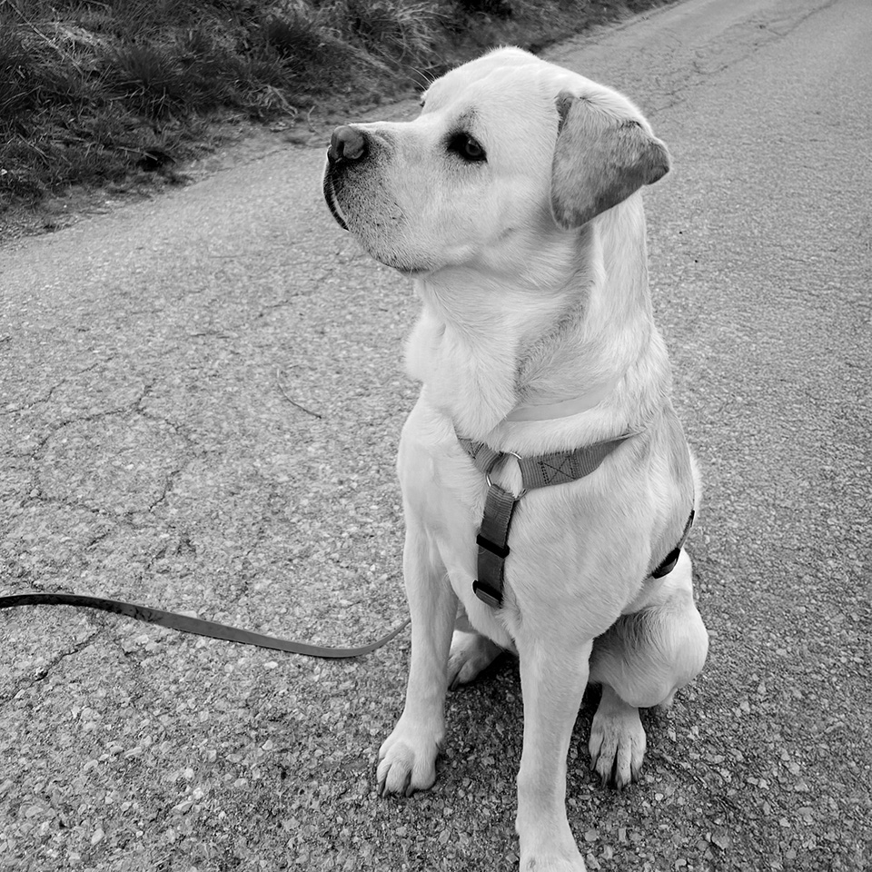 Ein Labradorhund mit einem Geschirr sitzt auf einer gepflasterten Straße und schaut aufmerksam nach links.